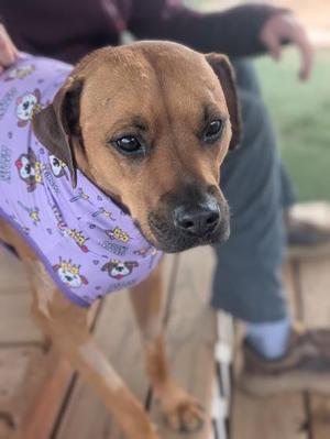 A brown dog wearing a purple bandana with cartoon dog patterns, standing on a wooden deck.