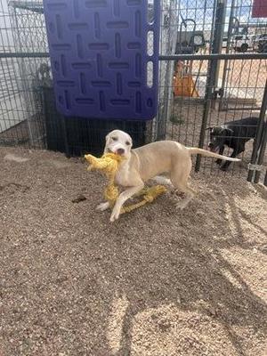 A light-colored dog playing with a yellow toy in a fenced area.
