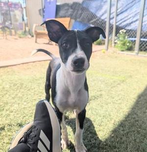 Jiminy, Border Collie / Mixed Breed, puppy, available for adoption