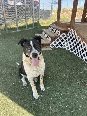 A black and white dog with a speckled coat sitting on artificial grass, its tongue out, in front of a wooden structure with a white lattice fence.