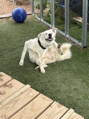 A white dog with a black collar is lying on its back on a green artificial turf surface, scratching its ear with its hind leg. The dog appears to be in a fenced outdoor area with a blue ball and a wooden deck visible in the background.