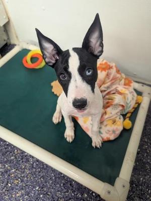 Swift, Border Collie / Mixed Breed, puppy, available for adoption