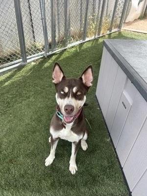 Sheena, Siberian Husky / Mixed Breed, adult, available for adoption