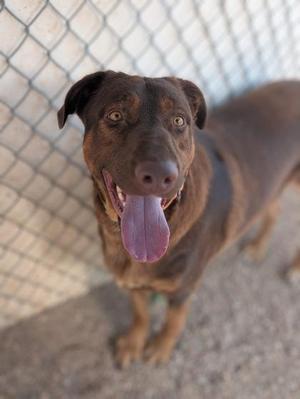 A brown dog with its tongue hanging out stands in front of a chain-link fence.