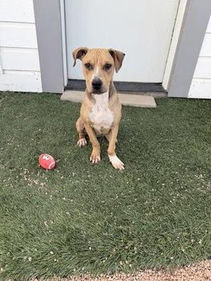 A brown and white dog sitting on artificial grass with a red ball nearby.