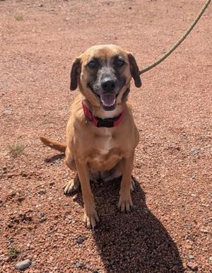 A brown dog with floppy ears and a red collar is sitting on a gravel surface, looking up with its mouth open and tongue out. A leash is attached to its collar and extends out of the frame.