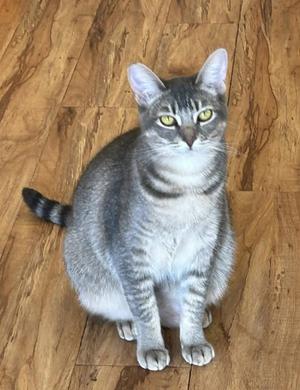 Silvara, young, available for adoption