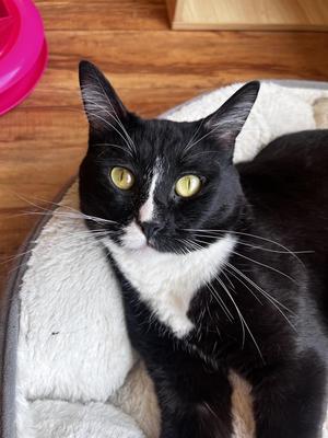 Tito, adult, available for adoption