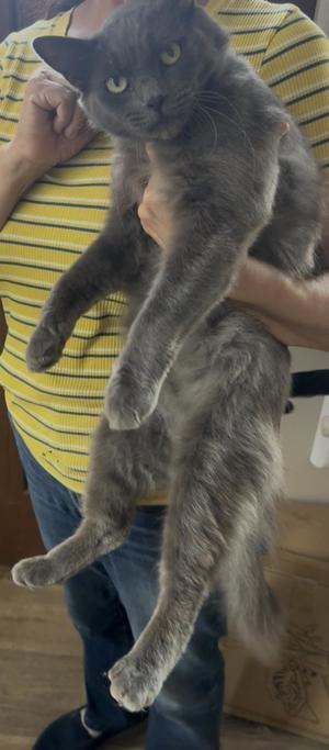 Mint, young, available for adoption