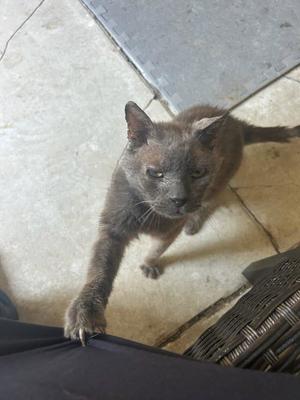 Mystery *courtesy Post*, adult, available for adoption