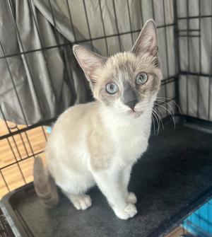Oat Milk, kitten, available for adoption