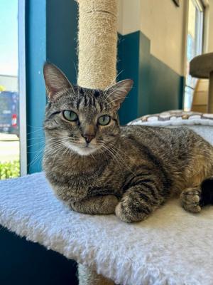 Bucatini, adult, available for adoption