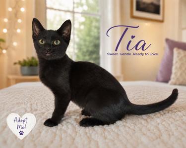 Tia, kitten, available for adoption