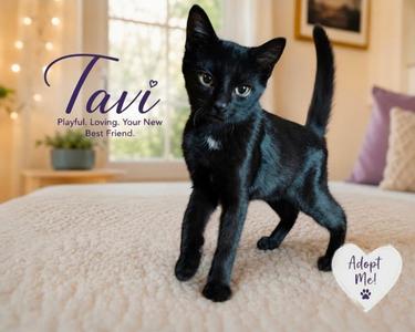 Tavi, kitten, available for adoption