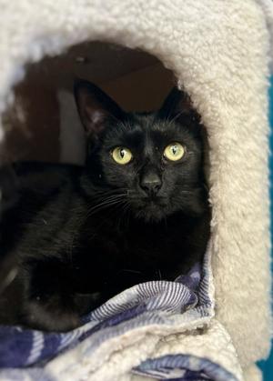 Pomodoro, young, available for adoption