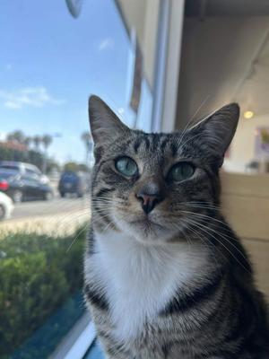 Beauty, young, available for adoption