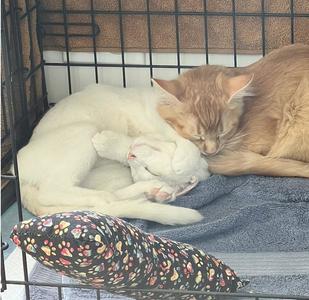 Sugar, kitten, available for adoption