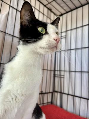 Nova, young, available for adoption
