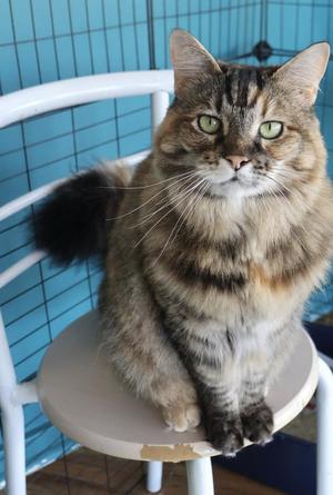 Pickles (Fka Ashley), adult, available for adoption