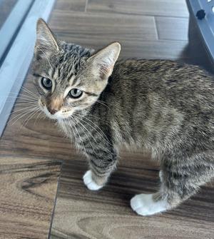 Bellingham, kitten, available for adoption