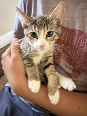 Rodri, kitten, available for adoption