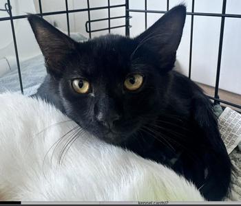 Gigi, kitten, available for adoption