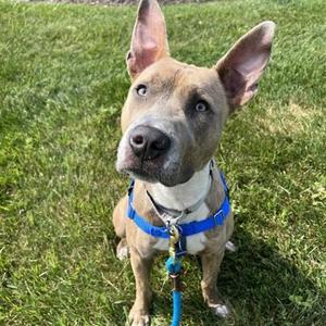 Chase, Pit Bull Terrier / Mixed Breed, young, available for adoption