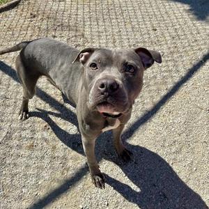 A gray pit bull dog standing on a gravel surface, looking up at the camera with its ears perked and tongue slightly out.