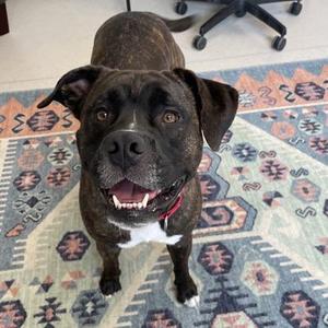 Mable, Boxer / Mixed Breed, adult, available for adoption
