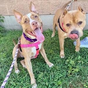 Daisy, Pit Bull Terrier / Mixed Breed, adult, available for adoption
