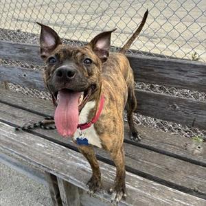A brown and black brindle dog with a red collar is sitting on a wooden bench, panting with its tongue out.
