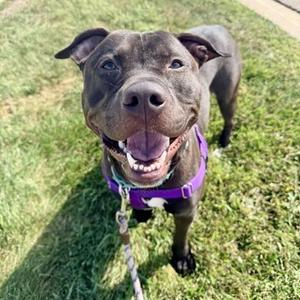 Buddy, Pit Bull Terrier / Mixed Breed, young, available for adoption