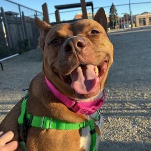 Bella, Pit Bull Terrier / Mixed Breed, adult, available for adoption