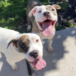 Mary Beth, Pit Bull Terrier / Mixed Breed, young, available for adoption
