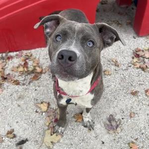 Cinder, Pit Bull Terrier / Mixed Breed, young, available for adoption