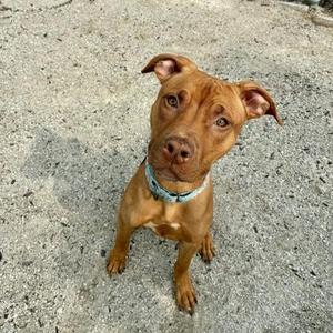 A brown dog with a blue collar sitting on a concrete surface.