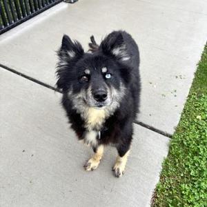 Tara, Siberian Husky / Pomeranian, adult, available for adoption