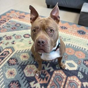 A brown dog with a white collar sitting on a patterned rug.
