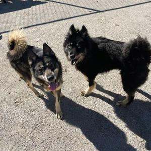 Kohls, Siberian Husky / Mixed Breed, adult, available for adoption