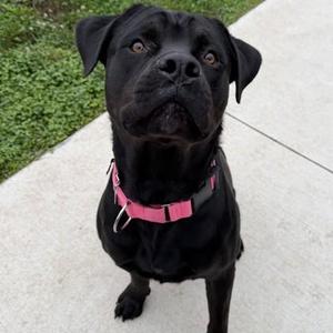 Choco, Mastiff / Mixed Breed, adult, available for adoption