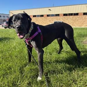 Memory, Great Dane / Mixed Breed, adult, available for adoption