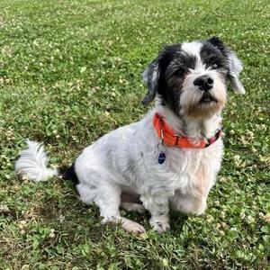 Panda, Shih Tzu / Mixed Breed, senior, available for adoption