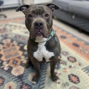 A gray and white pit bull terrier sitting on a patterned rug.