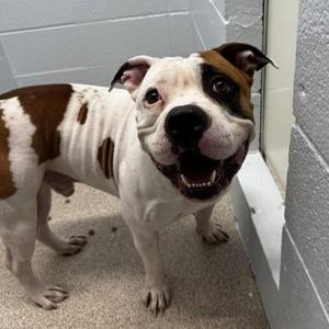 SlapChop, Pit Bull Terrier / Mixed Breed, adult, available for adoption