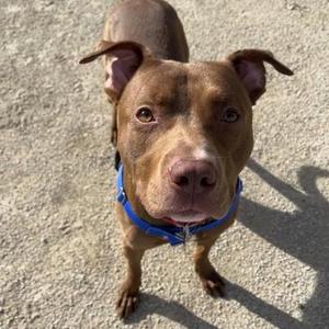 Sandwich, Pit Bull Terrier / Mixed Breed, adult, available for adoption