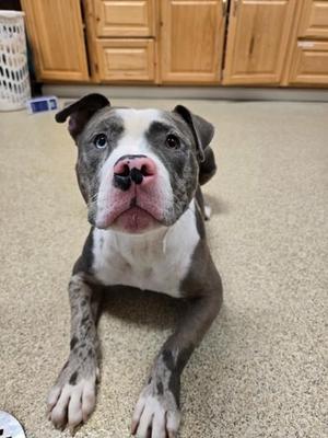 Huxley, Mixed Breed, adult, available for adoption