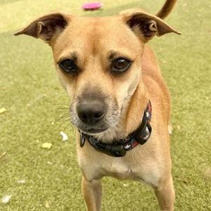 A brown dog with a black collar standing on a green lawn.
