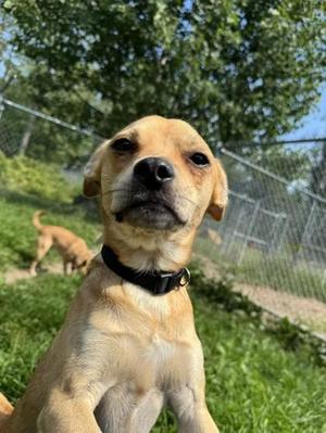 Herman, Mixed Breed, adult, available for adoption