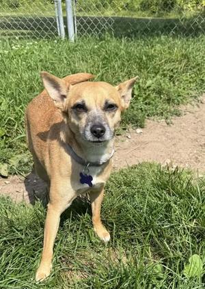Sheeba, Mixed Breed, adult, available for adoption