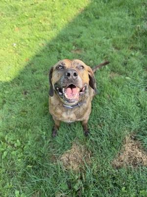 a brown dog sitting on grass with its mouth open